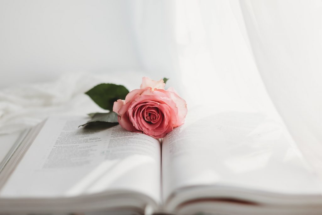 pink rose on white book page